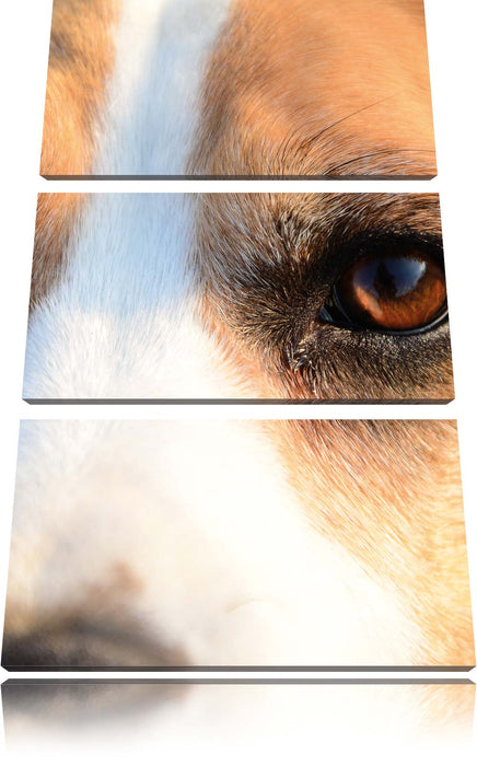 große Beagle-Augen Leinwandbild 3 Teilig