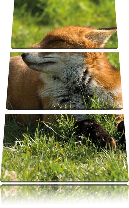 Fuchs im Gras Leinwandbild 3 Teilig