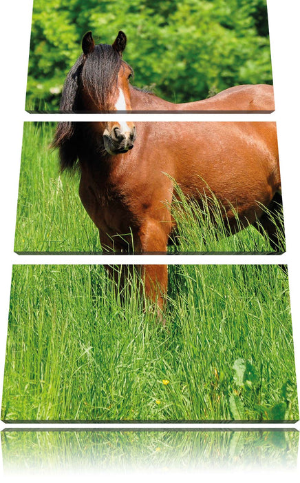 Braunes Pferd auf Wiese Leinwandbild 3 Teilig