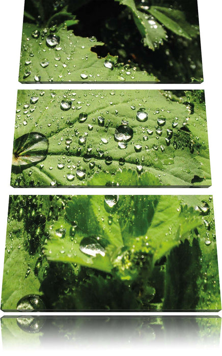 Wassertropfen auf Blatt Leinwandbild 3 Teilig