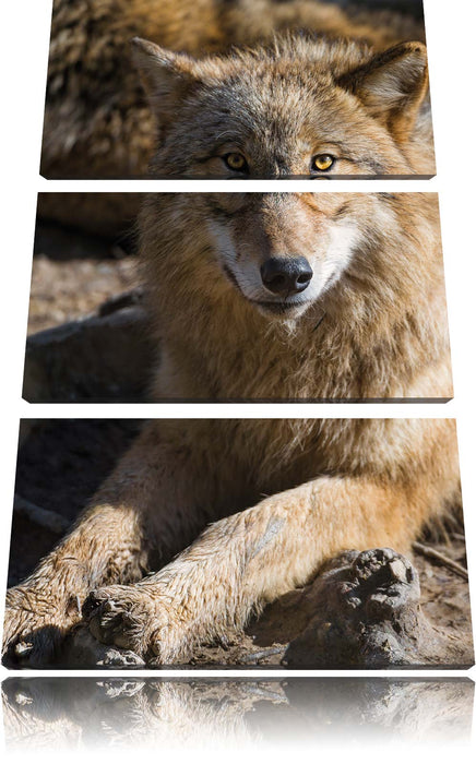 aufschauender Wolf Leinwandbild 3 Teilig