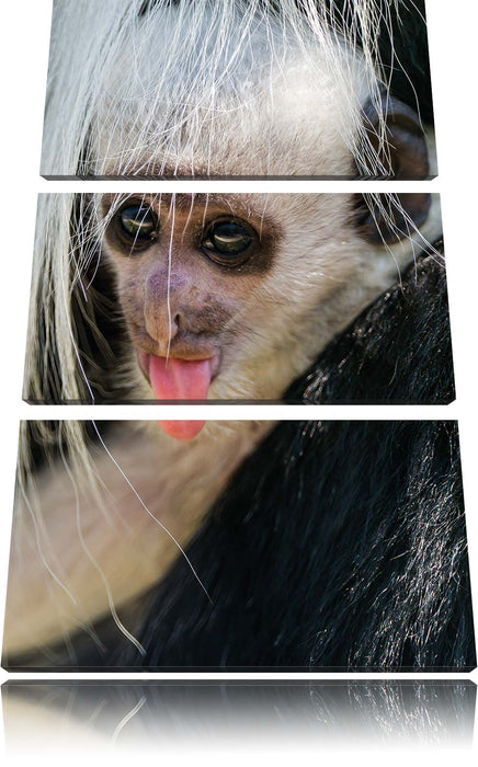 kleines Colobus-Äffchen Leinwandbild 3 Teilig