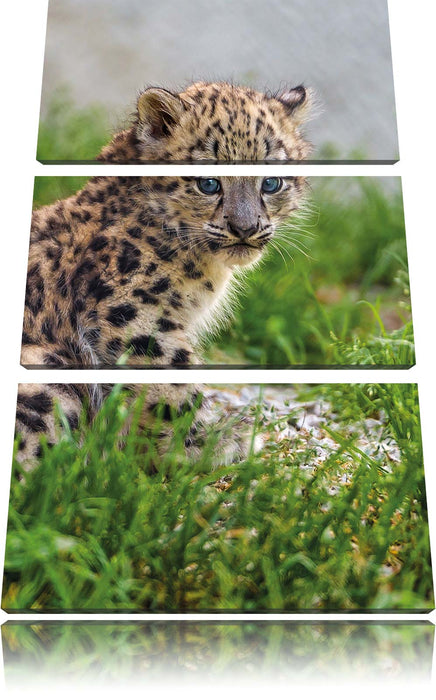 junger Leopard im Gras Leinwandbild 3 Teilig