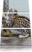 kleiner Leopard beim Spielen Leinwandbild 3 Teilig