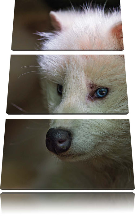 Polarfuchs in Höhle Leinwandbild 3 Teilig