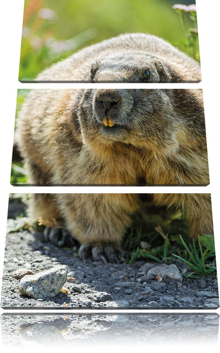 Biber im Gras Leinwandbild 3 Teilig