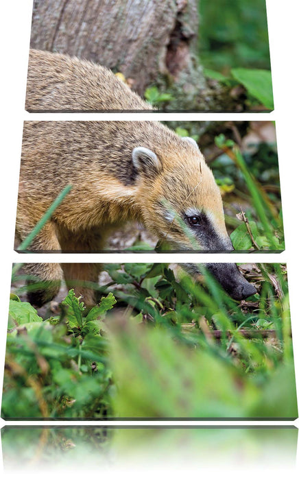 Nasenbär auf Nahrungssuche Leinwandbild 3 Teilig