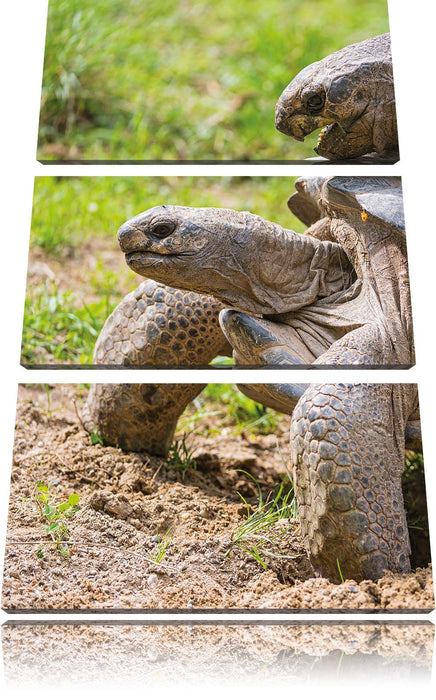 liebevolles Schildkrötenpaar Leinwandbild 3 Teilig