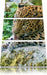 Leopard beim Putzen Leinwandbild 3 Teilig