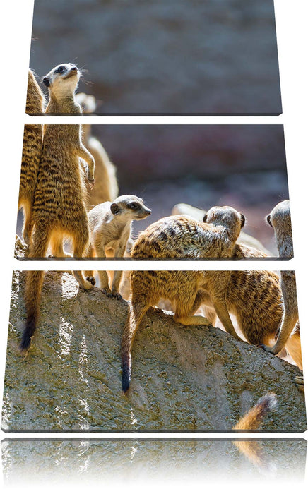 große Erdmännchen Familie Leinwandbild 3 Teilig