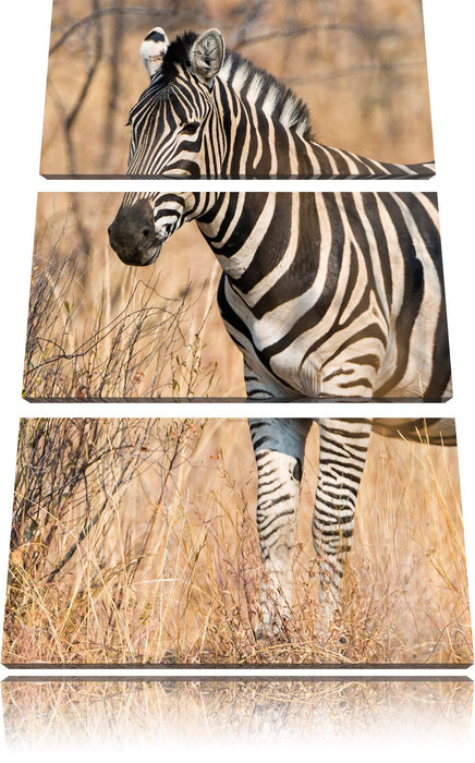 einsames Zebra Leinwandbild 3 Teilig