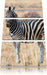 Zebra im Wildgras Leinwandbild 3 Teilig