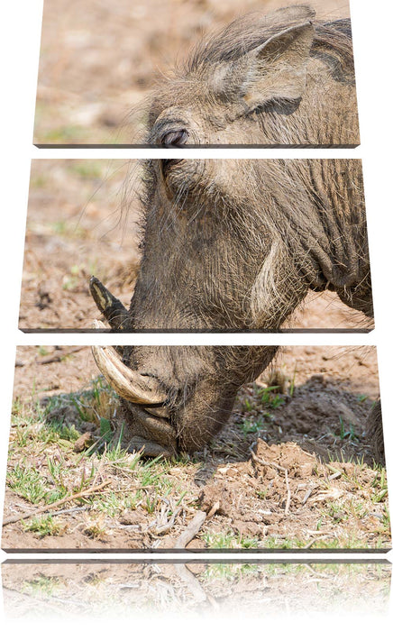 Warzenschwein durchwühlt Boden Leinwandbild 3 Teilig