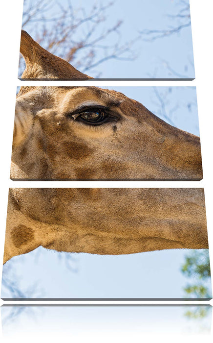 anmutige Giraffe isst Leinwandbild 3 Teilig