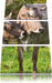 Kühe auf der Weide Leinwandbild 3 Teilig
