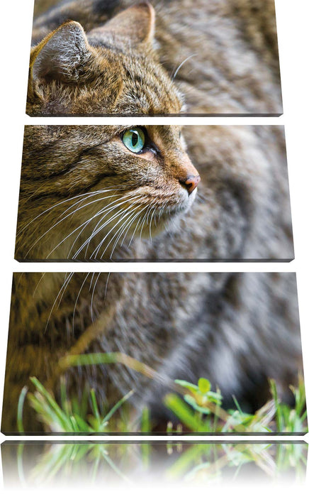 kleine Manul im Gras Leinwandbild 3 Teilig