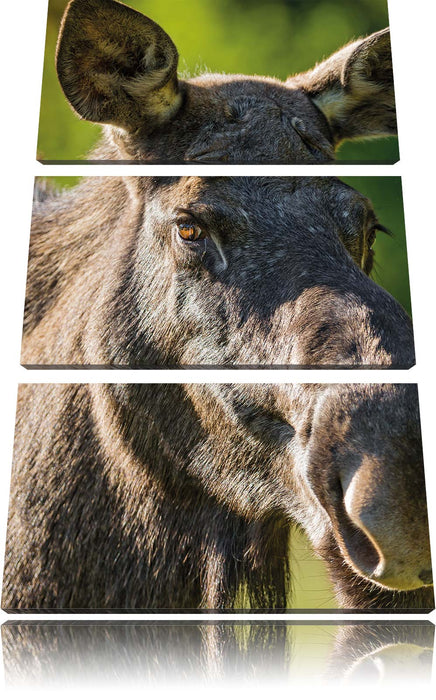 schöne Elchkuh auf Wiese Leinwandbild 3 Teilig