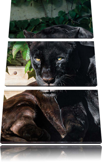 schwarzer Panther Leinwandbild 3 Teilig