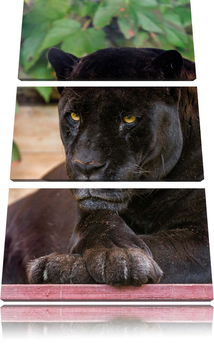 schöner schwarzer Panther Leinwandbild 3 Teilig