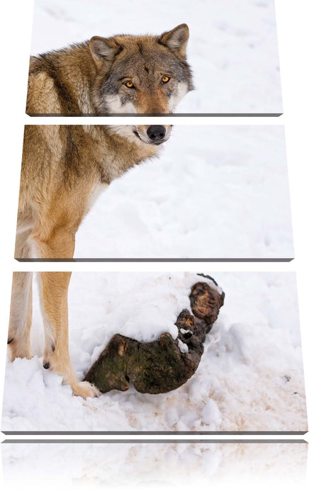 prächtiger Wolf im Schnee Leinwandbild 3 Teilig