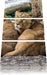 schlafende Löwenweibchen Leinwandbild 3 Teilig
