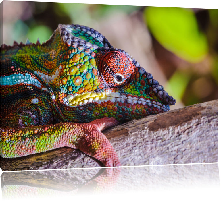 Pixxprint Chamäleon aus Madagaskar, Leinwandbild