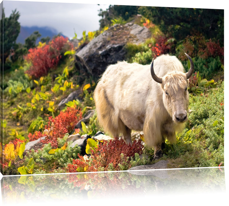 Pixxprint Schönes Yak Himalaya, Leinwandbild