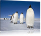 Kaiserpiguine in Antarktis Leinwandbild