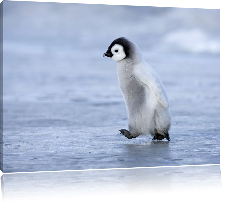 Pixxprint Niedliches Kaiserpinguinkücken, Leinwandbild