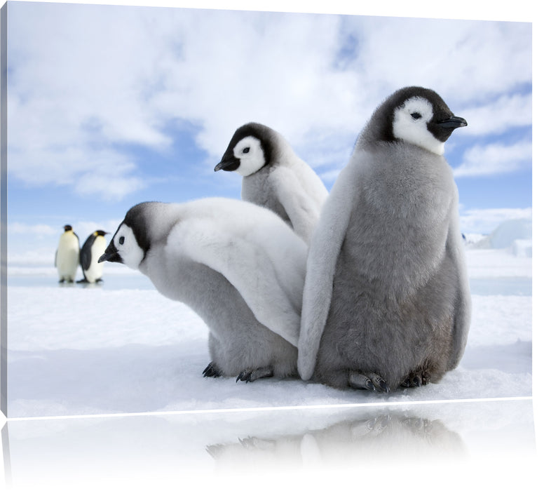 Pixxprint Kaiserpinguin Gruppe, Leinwandbild