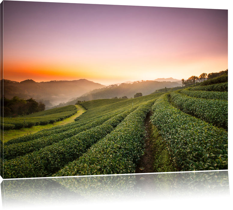 Sonnenaufgang Teeplantage Thailand Leinwandbild