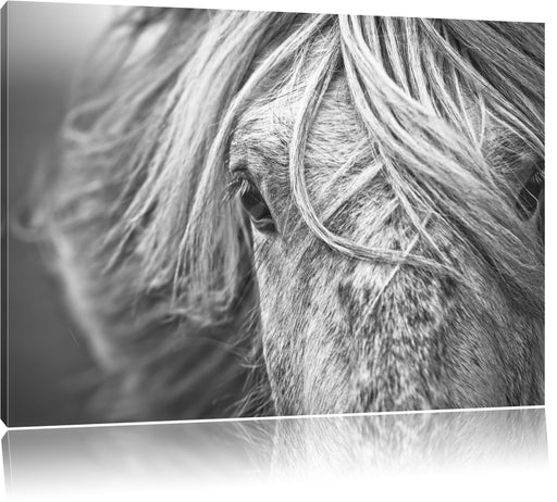 Islandpony in den Westfjorden Leinwandbild