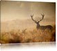 Rotwild Hirsch im Nebel Leinwandbild