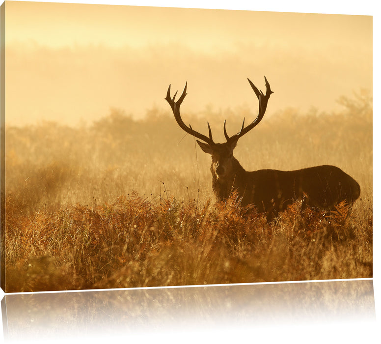 Pixxprint Rotwild Hirsch in Abenddämmerung, Leinwandbild