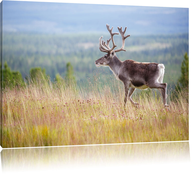 Pixxprint Rentier in Norwegen, Leinwandbild