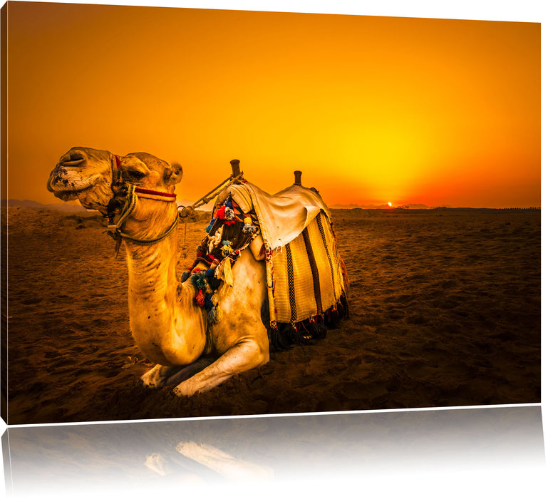 Pixxprint Kamel in Ägypten, Leinwandbild