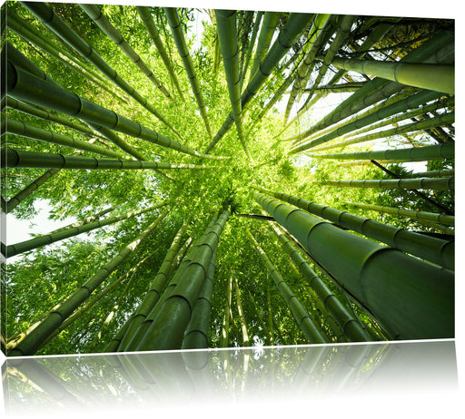 Grüner Bambus Leinwandbild