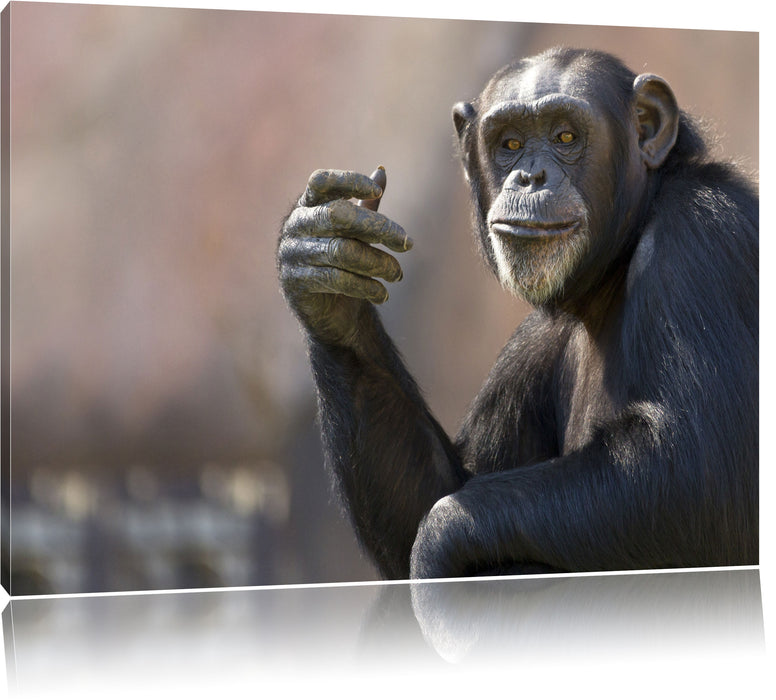 Pixxprint Aufmerksamer Schimpanse, Leinwandbild