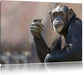 Aufmerksamer Schimpanse Leinwandbild