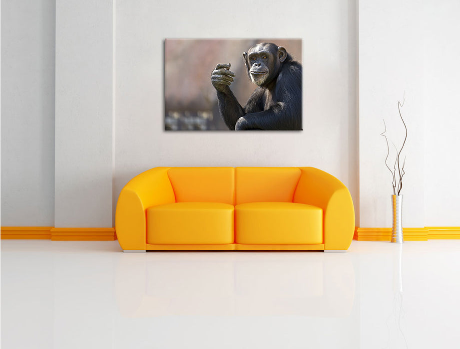 Aufmerksamer Schimpanse Leinwandbild über Sofa