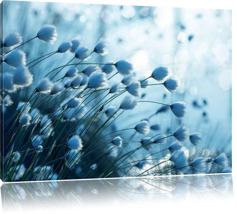 Pixxprint Wollgras am See, Leinwandbild