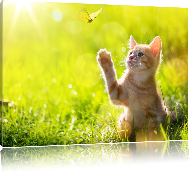Pixxprint Käzchen jagt schmetterling, Leinwandbild