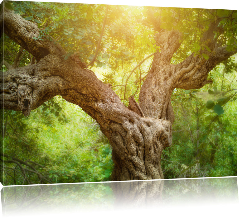 Pixxprint Mächtiger Baum im Wald, Leinwandbild
