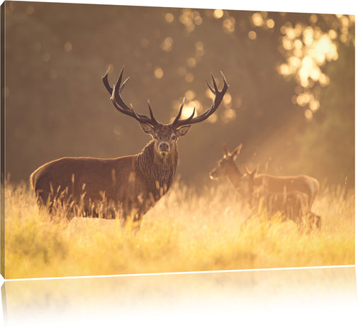 Rotwild im goldenen Morgenlicht Leinwandbild