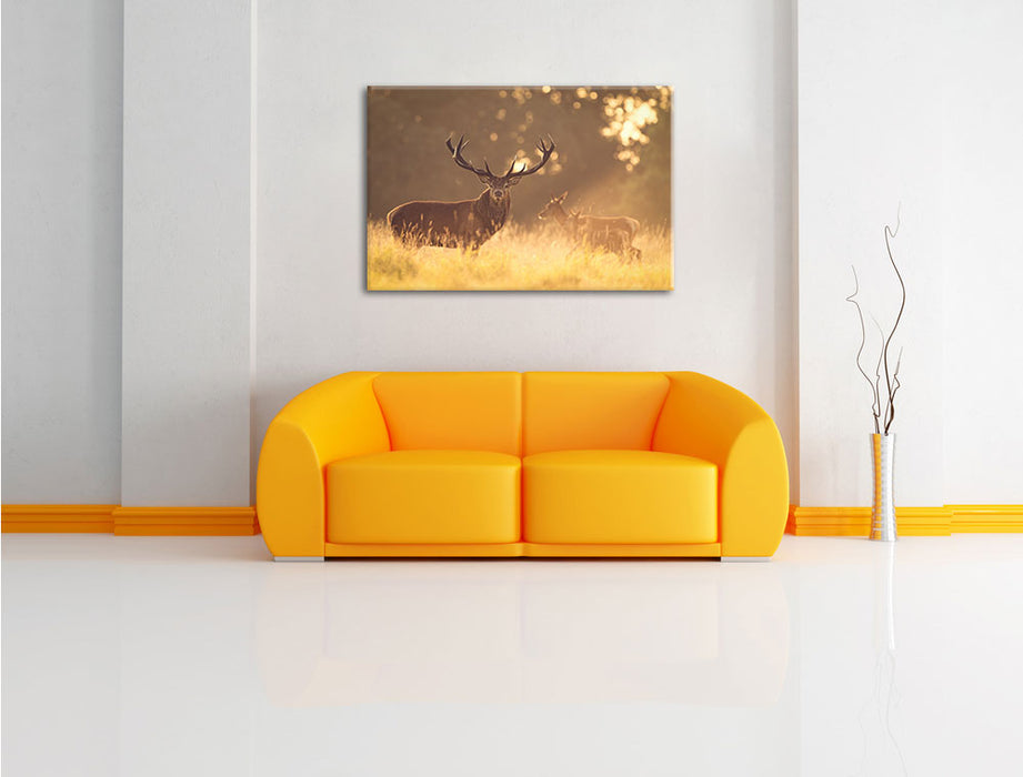 Rotwild im goldenen Morgenlicht Leinwandbild über Sofa