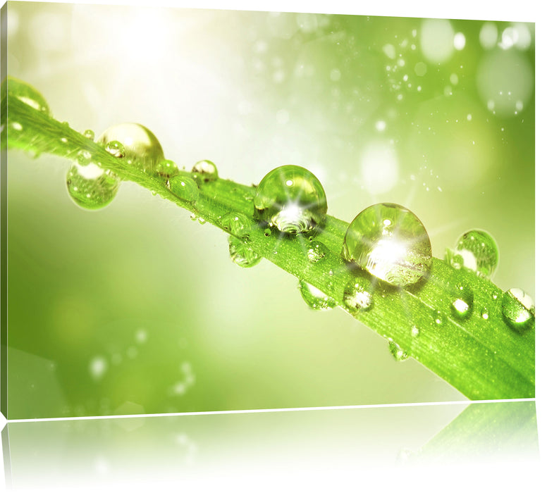 Pixxprint Wassertropfen auf Grashalm, Leinwandbild
