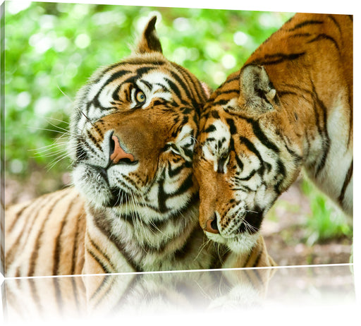 Zwei liebkosende Tiger Leinwandbild