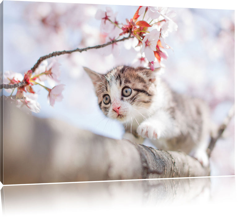 Pixxprint Süßes Käzchen im Kirschbaum, Leinwandbild