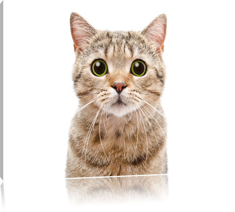 Pixxprint Katze Scottish Straight, Leinwandbild