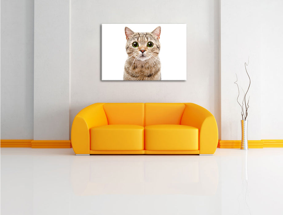 Katze Scottish Straight Leinwandbild über Sofa